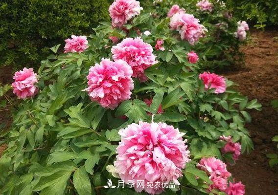 3種花，分別是花中之王、花中之相、花中皇后，哪種才***美的花(圖1)