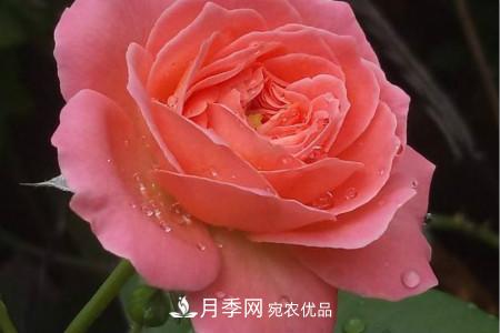 月季花冬天怎么過冬，冬天怎么剪枝(圖2)