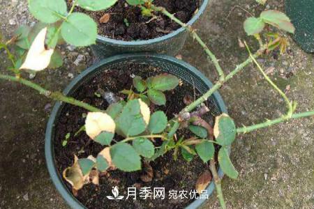月季花冬天怎么過冬，冬天怎么剪枝(圖1)