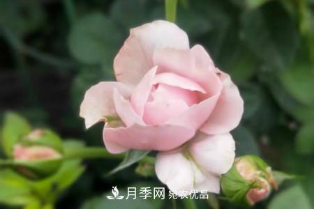 月季花冬天怎么過冬，冬天怎么剪枝(圖3)