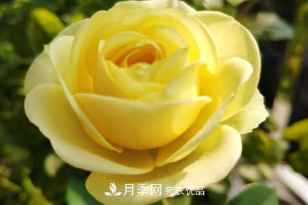 奶油龍沙月季是藤本還是灌木，怎么養(yǎng)？(圖3)