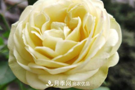 奶油龍沙月季是藤本還是灌木，怎么養(yǎng)？(圖2)
