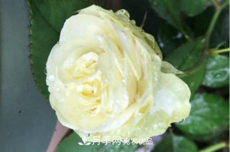 奶油龍沙月季是藤本還是灌木，怎么養(yǎng)？(圖1)