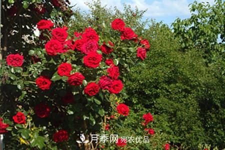 藤本月季怎么搭架子，怎么牽引？(圖1)