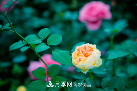 藤本月季怎么搭架子，怎么牽引？(圖2)