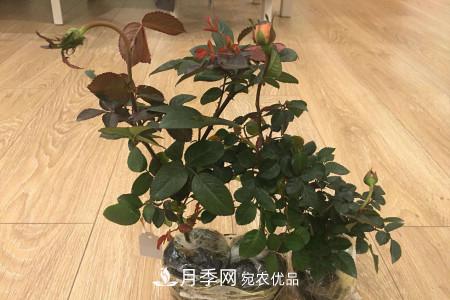 養(yǎng)護(hù)月季小苗要剪掉花苞嗎？(圖1)