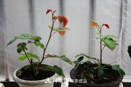 養(yǎng)護(hù)月季小苗要剪掉花苞嗎？(圖3)