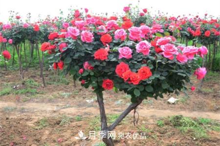 樹狀月季好養(yǎng)嗎，該怎么養(yǎng)護(hù)？(圖1)