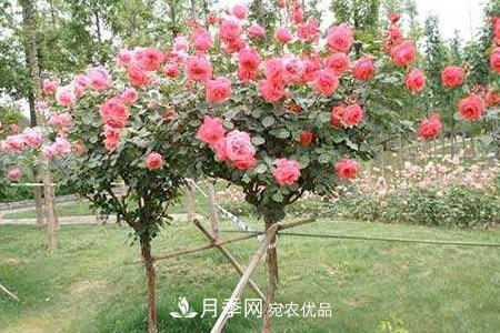 樹狀月季好養(yǎng)嗎，該怎么養(yǎng)護(hù)？(圖2)