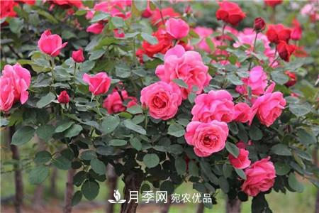 月季樹移栽注意事項(xiàng)？(圖1)