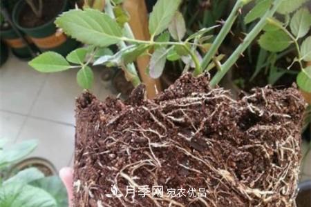 月季樹移栽注意事項(xiàng)？(圖2)