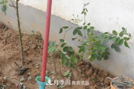 月季樹移栽注意事項(xiàng)？(圖3)