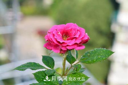 老樁月季/古樁月季移栽注意事項(xiàng)！(圖2)