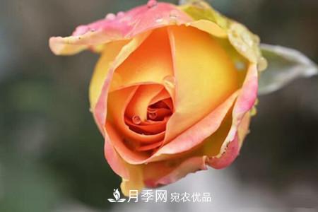 老樁月季/古樁月季移栽注意事項(xiàng)！(圖1)