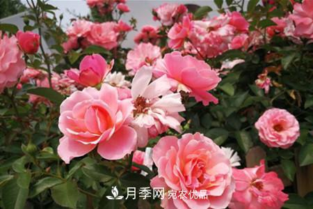 老樁月季/古樁月季移栽注意事項(xiàng)！(圖3)