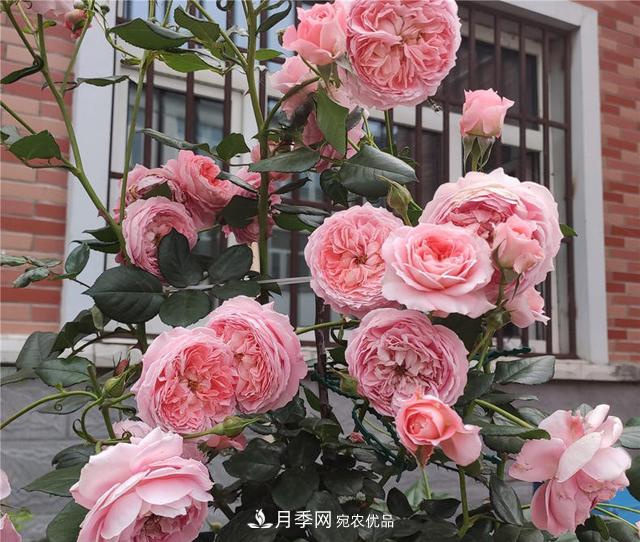 想要月季秋天爆花？9月養(yǎng)護(hù)很關(guān)鍵！做好這3點(diǎn)一盆開出幾十朵花(圖2)