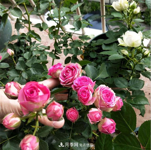 想要月季秋天爆花？9月養(yǎng)護(hù)很關(guān)鍵！做好這3點(diǎn)一盆開出幾十朵花(圖4)