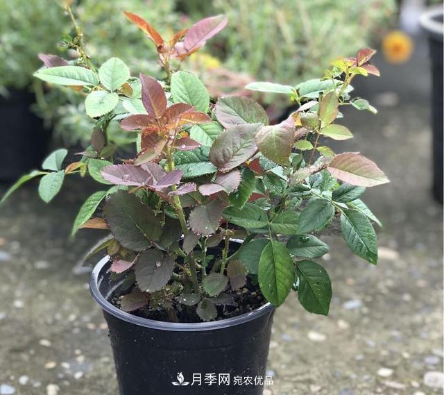 想要月季秋天爆花？9月養(yǎng)護(hù)很關(guān)鍵！做好這3點(diǎn)一盆開出幾十朵花(圖3)