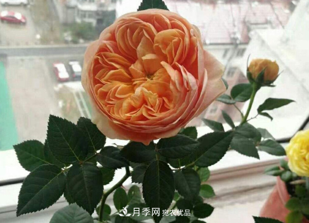 常給月季“施肥”，株型漂亮，花朵大，葉子大又濃綠(圖1)