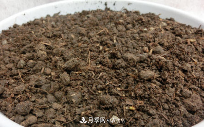 常給月季“施肥”，株型漂亮，花朵大，葉子大又濃綠(圖2)