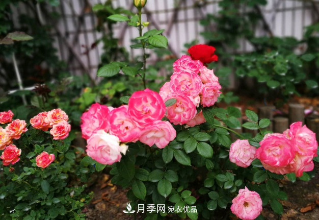 常給月季“施肥”，株型漂亮，花朵大，葉子大又濃綠(圖3)