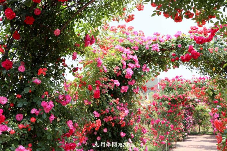 拱門(mén)造型月季浪漫穿行，花開(kāi)花落歲月靜好(圖2)
