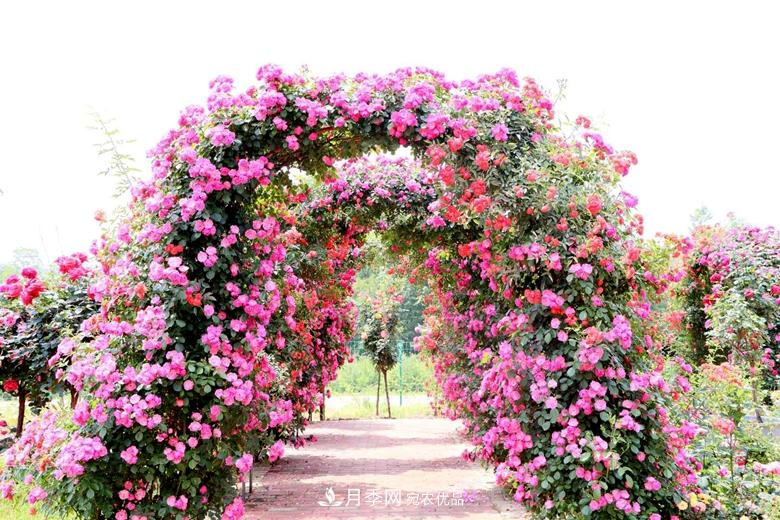 拱門(mén)造型月季浪漫穿行，花開(kāi)花落歲月靜好(圖1)