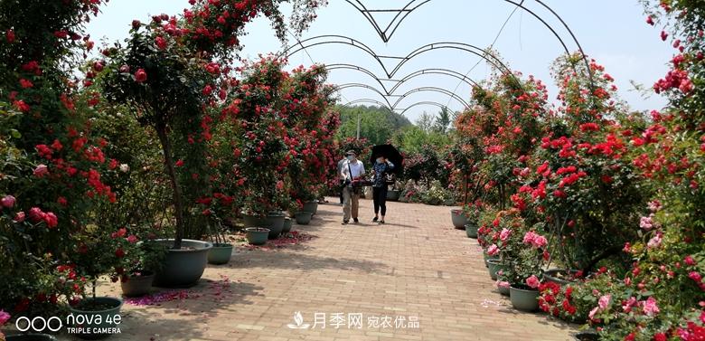 拱門(mén)造型月季浪漫穿行，花開(kāi)花落歲月靜好(圖5)