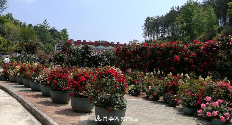 拱門(mén)造型月季浪漫穿行，花開(kāi)花落歲月靜好(圖6)