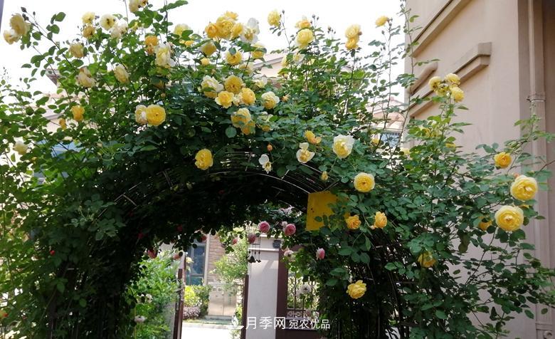 拱門(mén)造型月季浪漫穿行，花開(kāi)花落歲月靜好(圖7)
