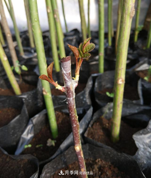 一個小技巧，月季變花月季樹！花苞滿樹冠，大花300天(圖3)