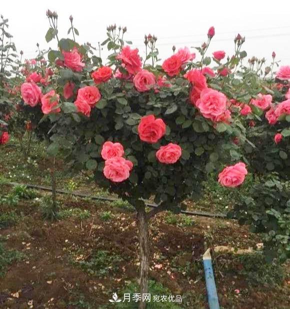 一個小技巧，月季變花月季樹！花苞滿樹冠，大花300天(圖4)