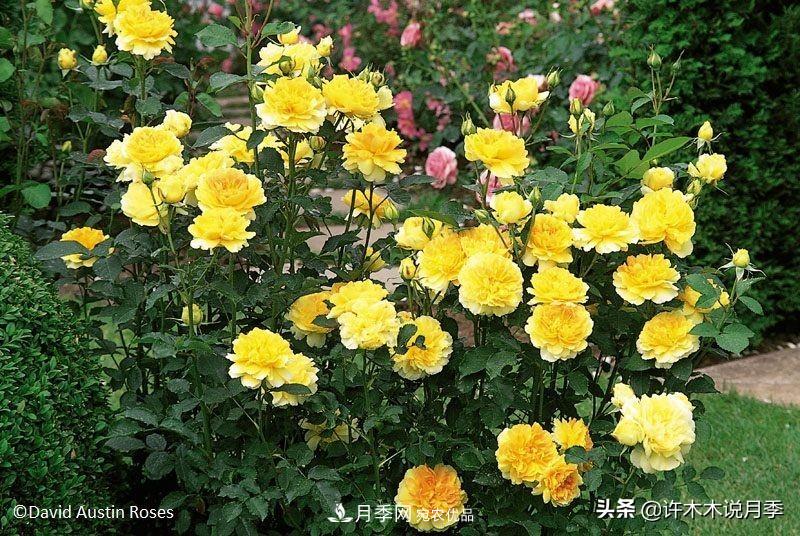 哪些月季更好更值得種植？擦亮眼睛全面分析月季優(yōu)缺點(diǎn)(圖1)