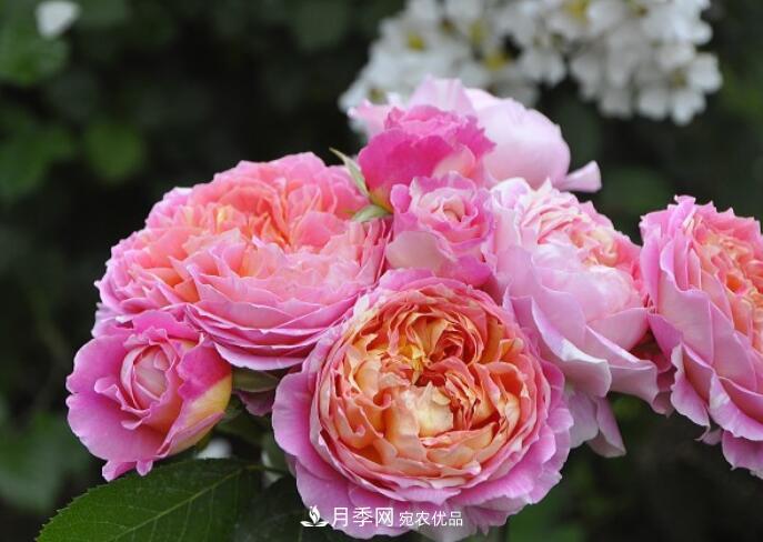 會變色的花！莫奈月季變化多，能耐高溫很好養(yǎng)(圖1)