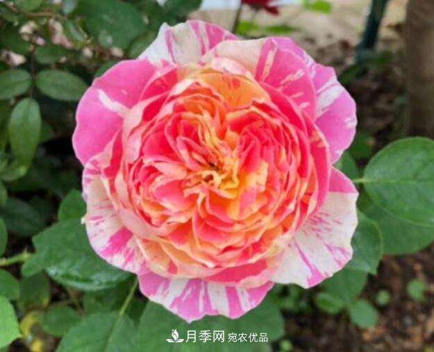 會變色的花！莫奈月季變化多，能耐高溫很好養(yǎng)(圖2)