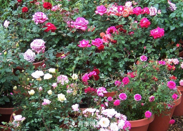 月季、三角梅、桂花、天竺葵，***適合秋天盆栽的花卉(圖1)