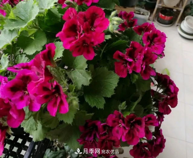 月季、三角梅、桂花、天竺葵，***適合秋天盆栽的花卉(圖5)
