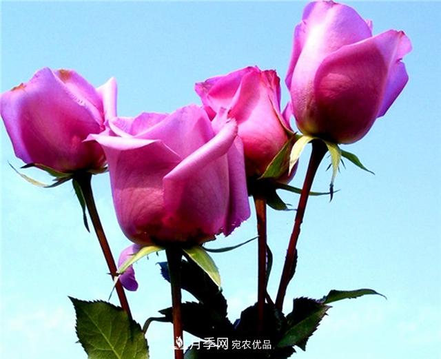 大花紫皇后月季，沉靜高貴成熟魅力，值得擁有(圖3)