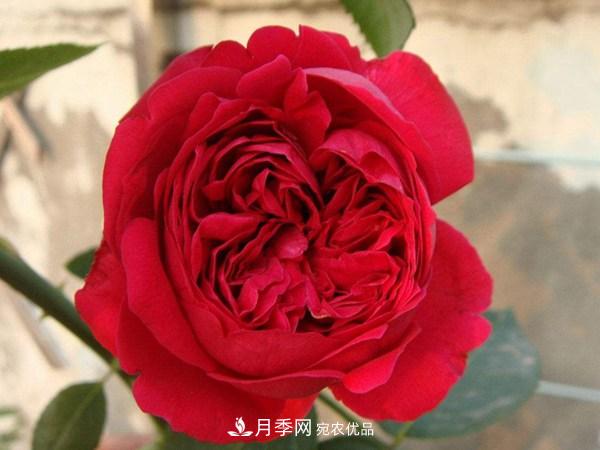 花期長的藤本月季有哪些品種？(圖1)
