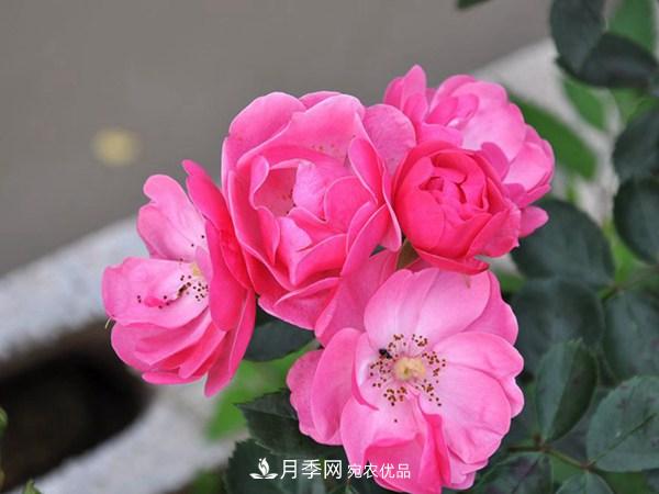 花期長的藤本月季有哪些品種？(圖2)