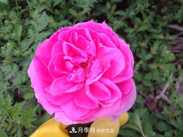 花期長的藤本月季有哪些品種？(圖3)