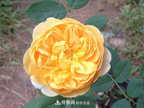 花期長的藤本月季有哪些品種？(圖4)