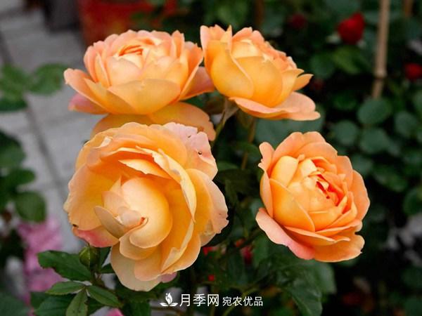花期長的藤本月季有哪些品種？(圖5)