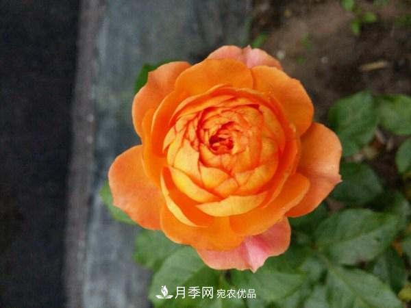 花期長的藤本月季有哪些品種？(圖7)