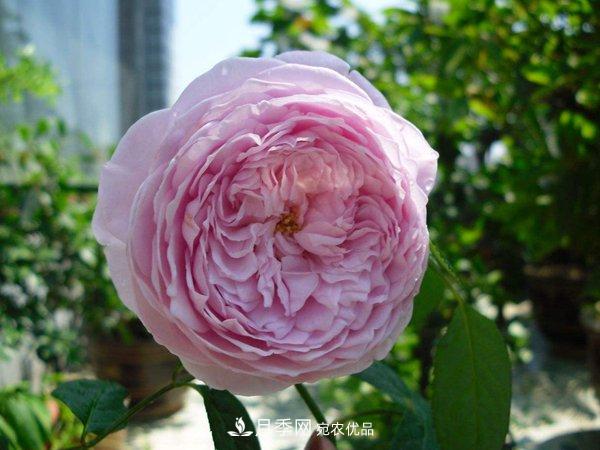 花期長的藤本月季有哪些品種？(圖8)