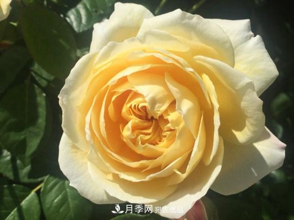 花期長的藤本月季有哪些品種？(圖9)