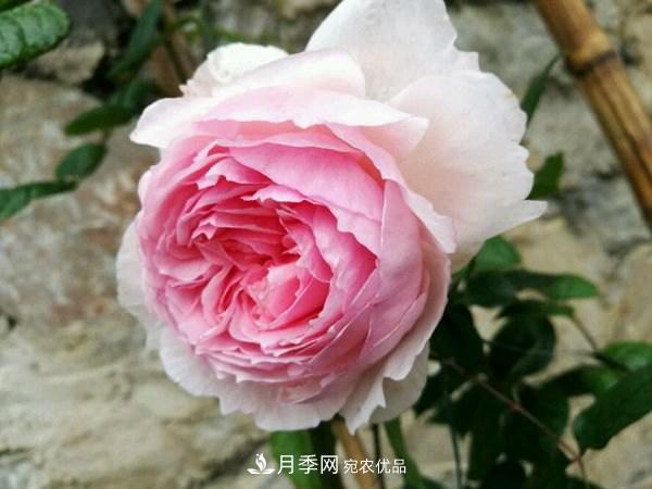 花期長的藤本月季有哪些品種？(圖10)
