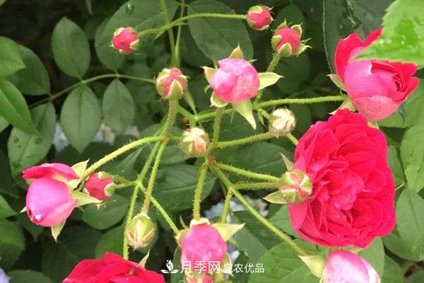 10個熱門的豐花月季品種推薦(圖1)