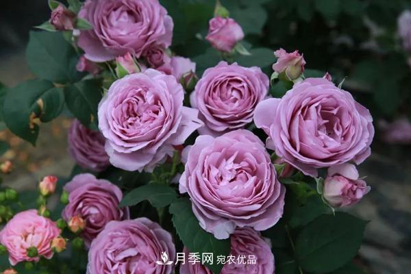 10個熱門的豐花月季品種推薦(圖2)