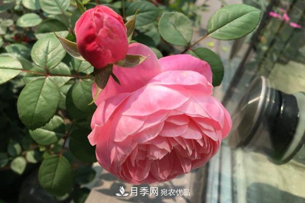 10個熱門的豐花月季品種推薦(圖3)